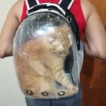 Mochila Transparente para Gato IZEPetVent photo review
