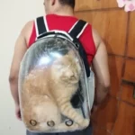 Mochila Transparente para Gato IZEPetVent photo review