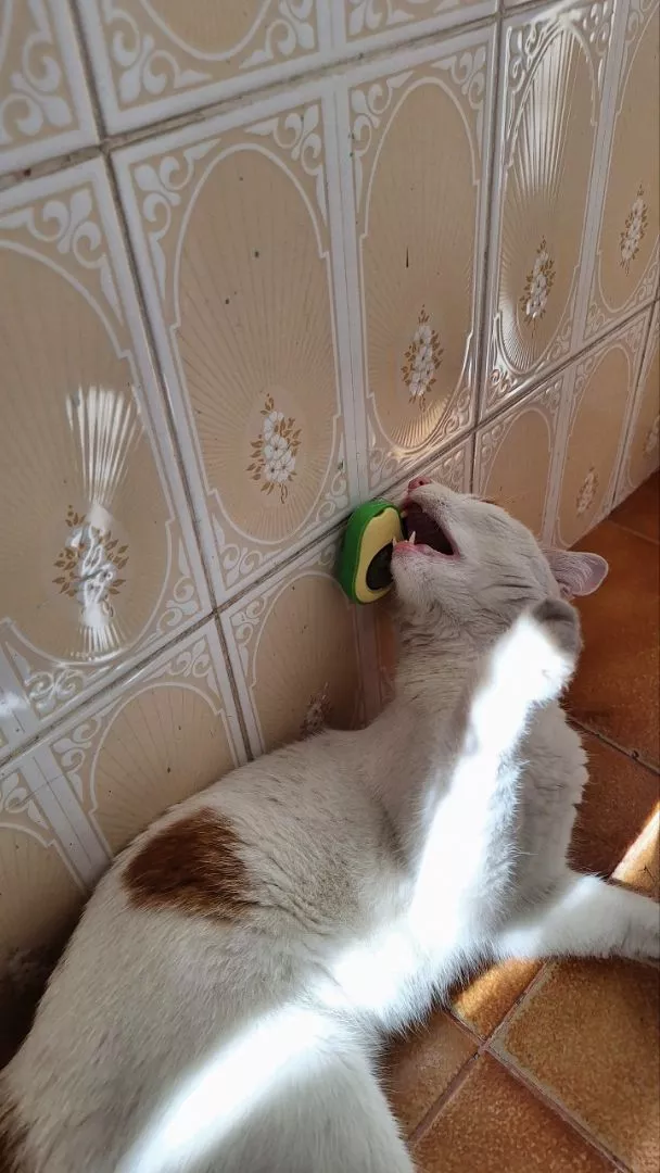 Brinquedo Abacate Para Gatos Catnip Natural Limpa Dentes AntiEstresse IZECAT FUN photo review