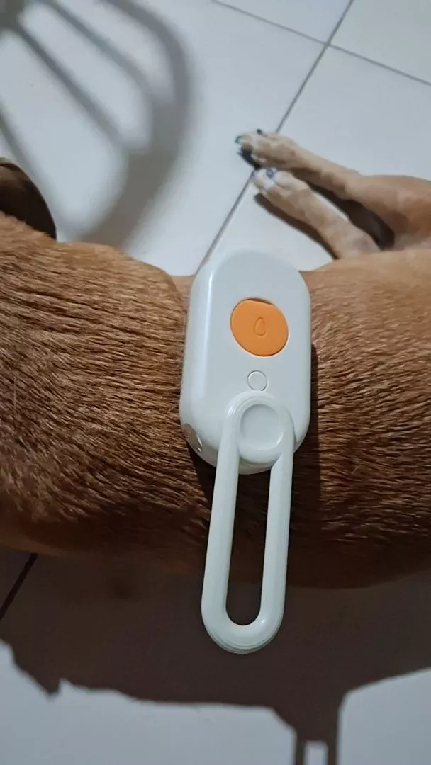Escova a Vapor Para Gatos Remoção de Pelos Massagem Suave IZECARE PET STEAM photo review
