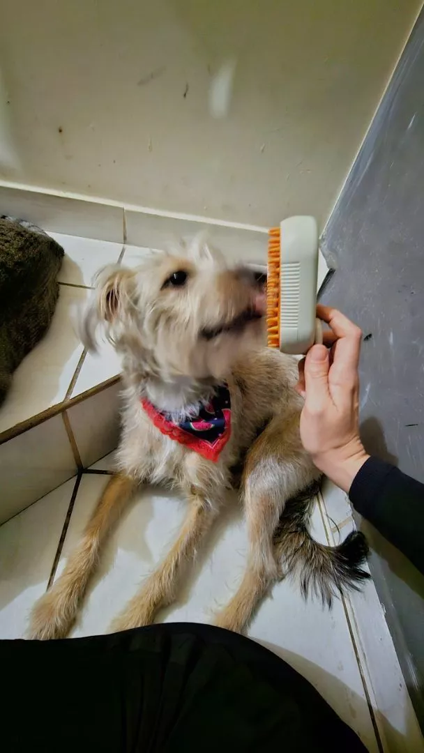 Escova Elétrica para Gatos e Cães 3 em 1 Recarregável Massagem Remoção de Pelos IZEPET RELAX PRO photo review