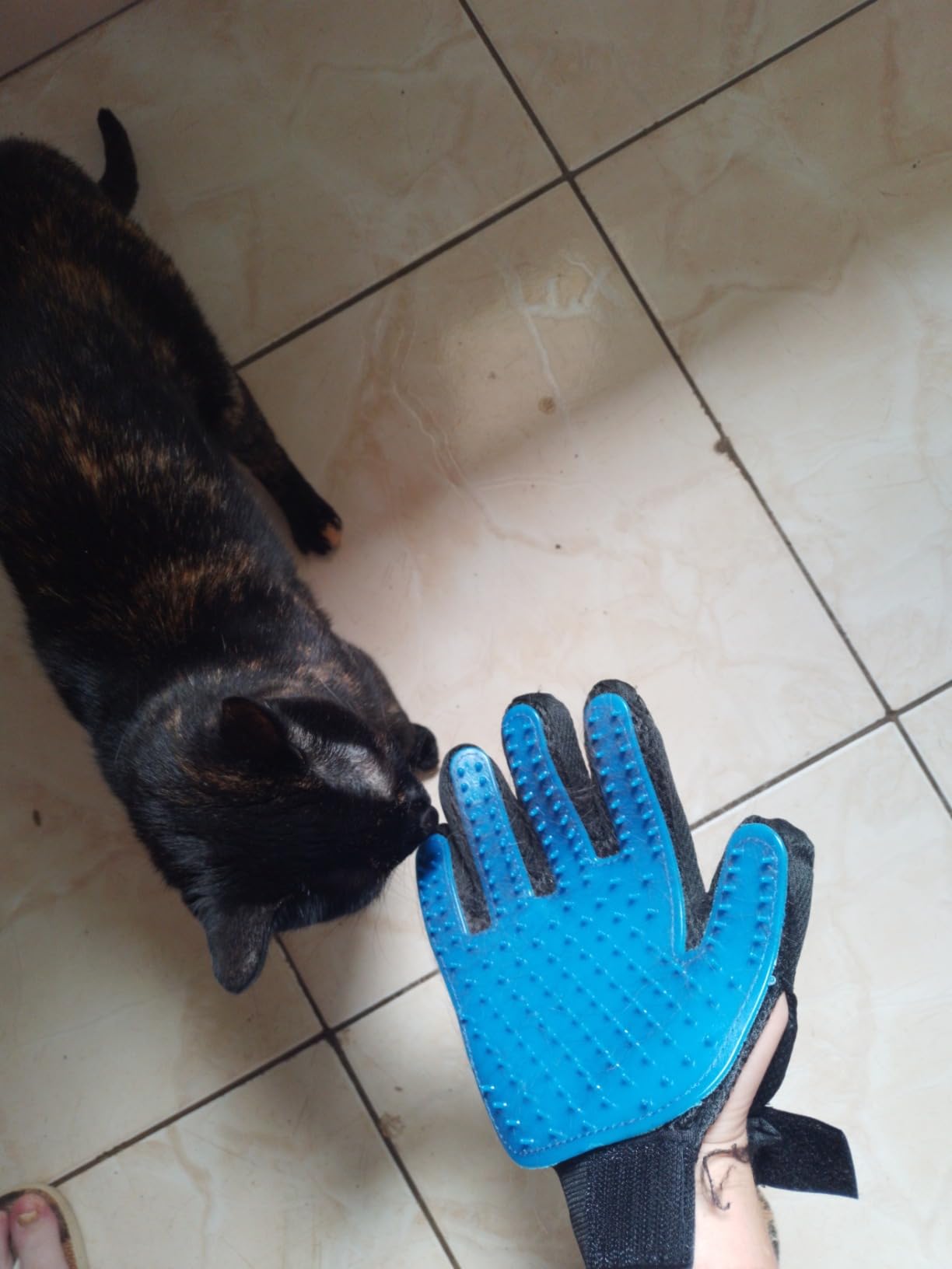 Luva Escova Tira Pelos Pet Cães Gatos Borracha Azul Preta Ajustável Massageadora IZECARE PRO photo review