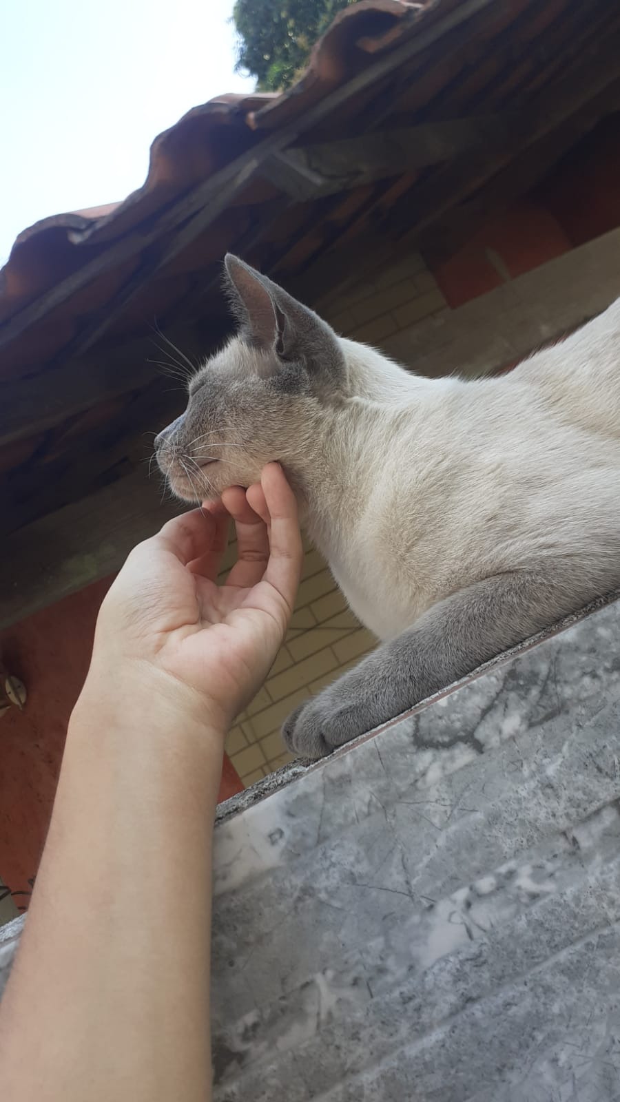 Luva Escova Tira Pelos Pet Cães Gatos Borracha Azul Preta Ajustável Massageadora IZECARE PRO photo review