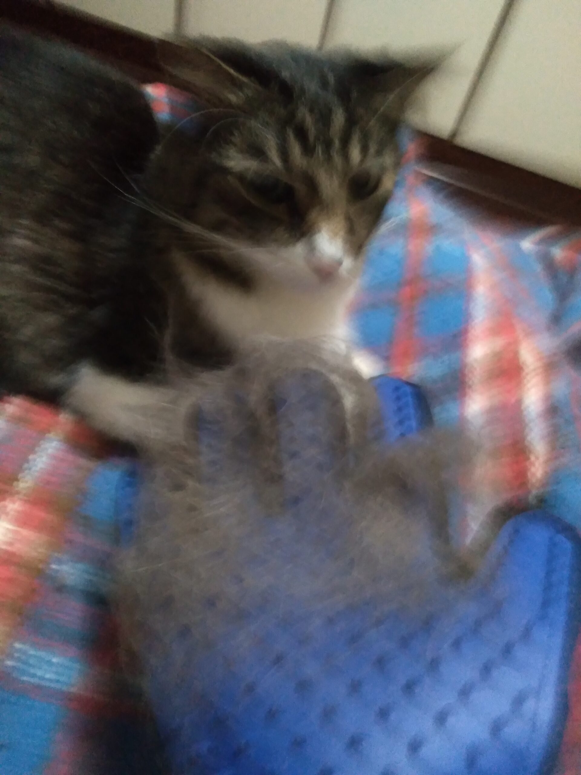Luva Escova Tira Pelos Pet Cães Gatos Borracha Azul Preta Ajustável Massageadora IZECARE PRO photo review